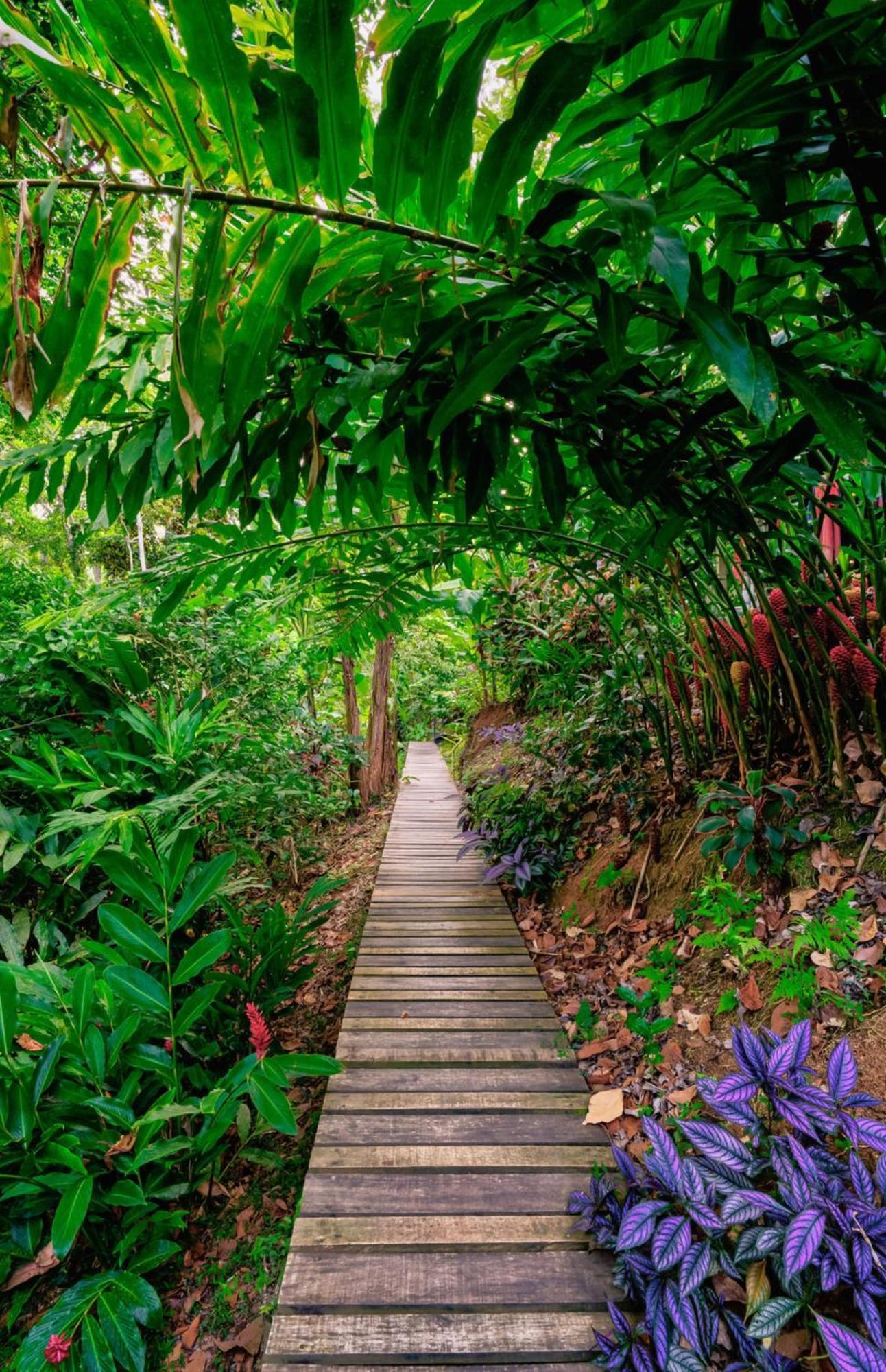 La Shamana - Ecological Concept In Jungle Villa Cahuita Exterior photo